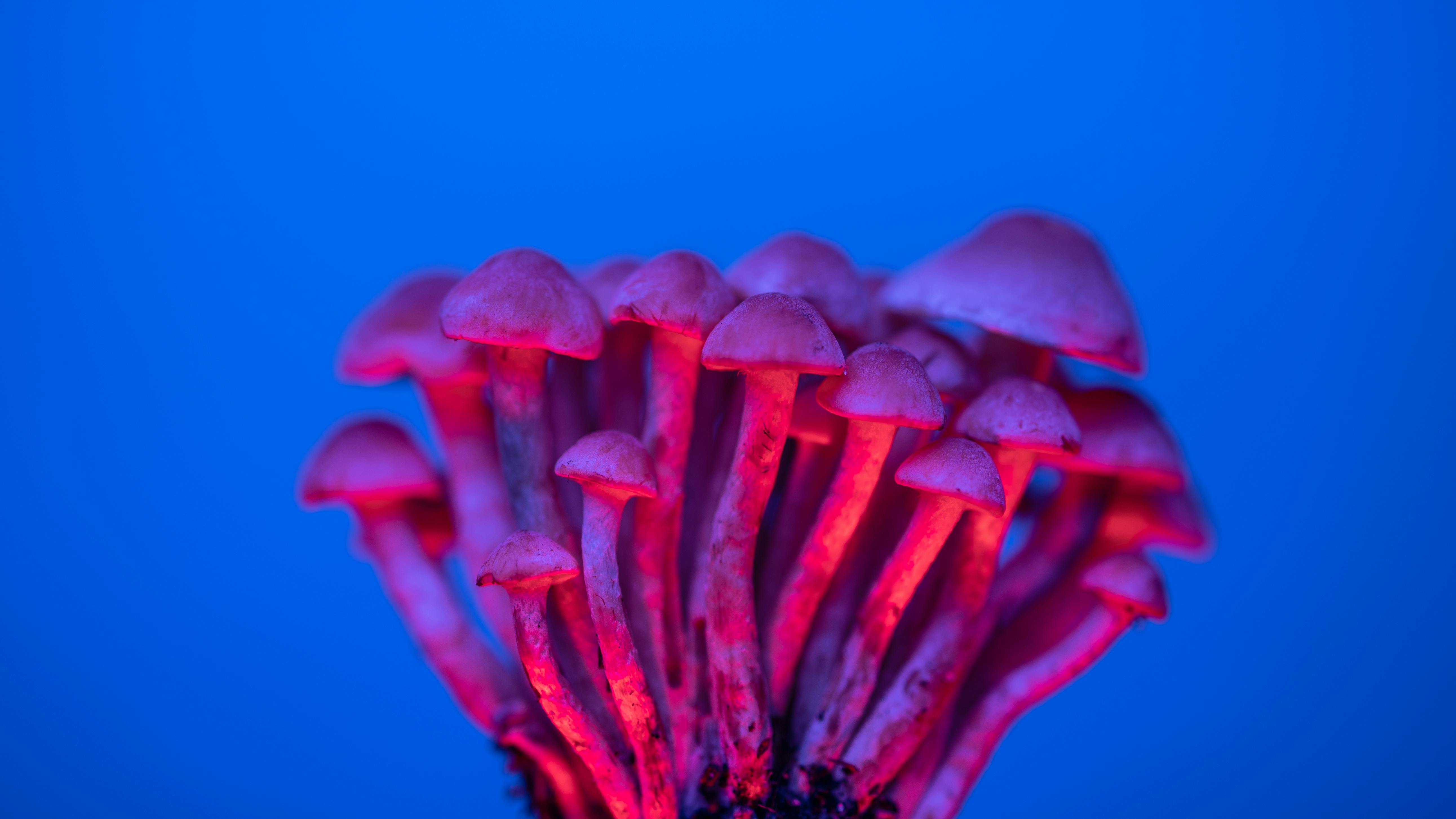 Can You Smoke Shrooms? What You Should Know!