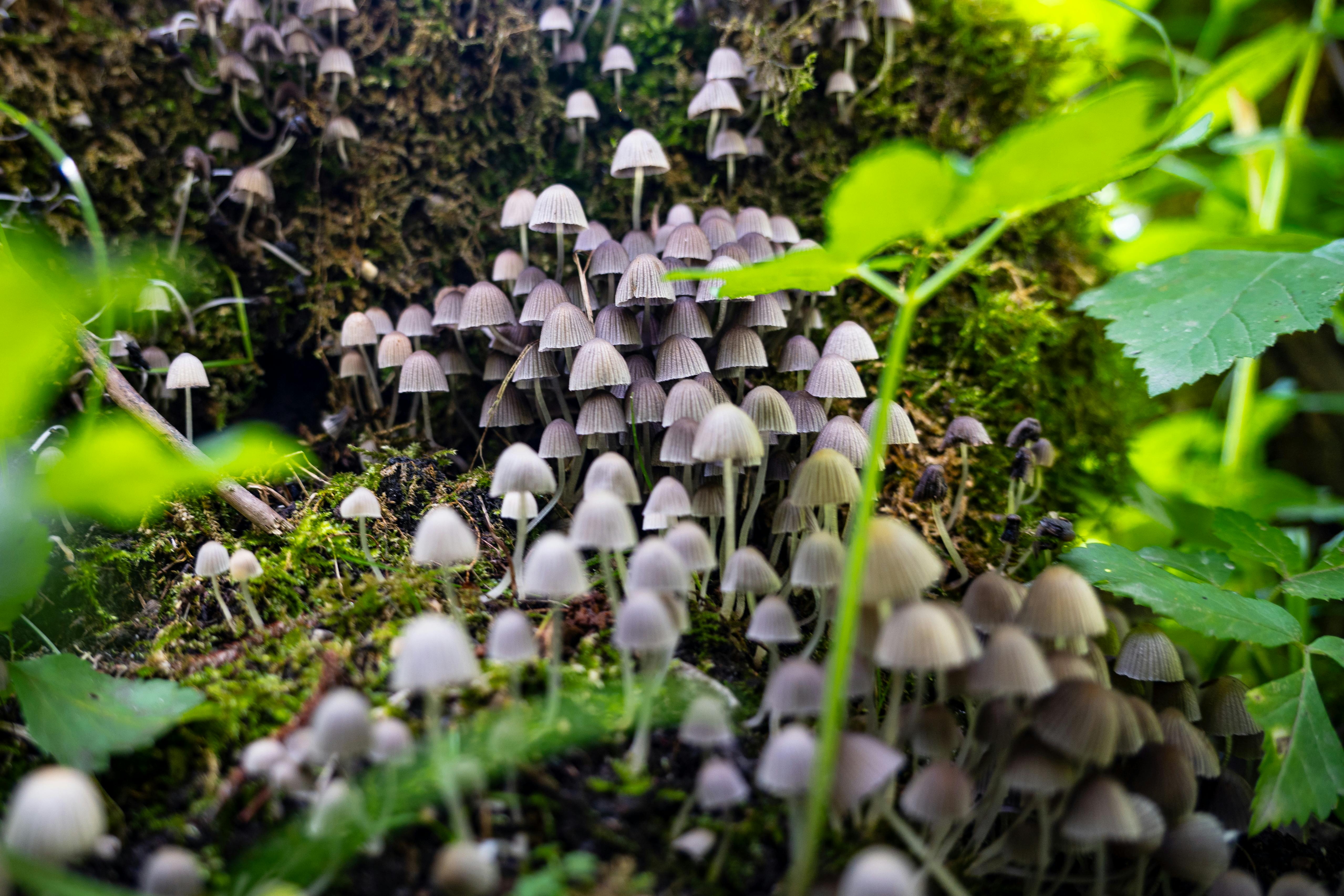 How Long Do Shrooms Last in Your System?