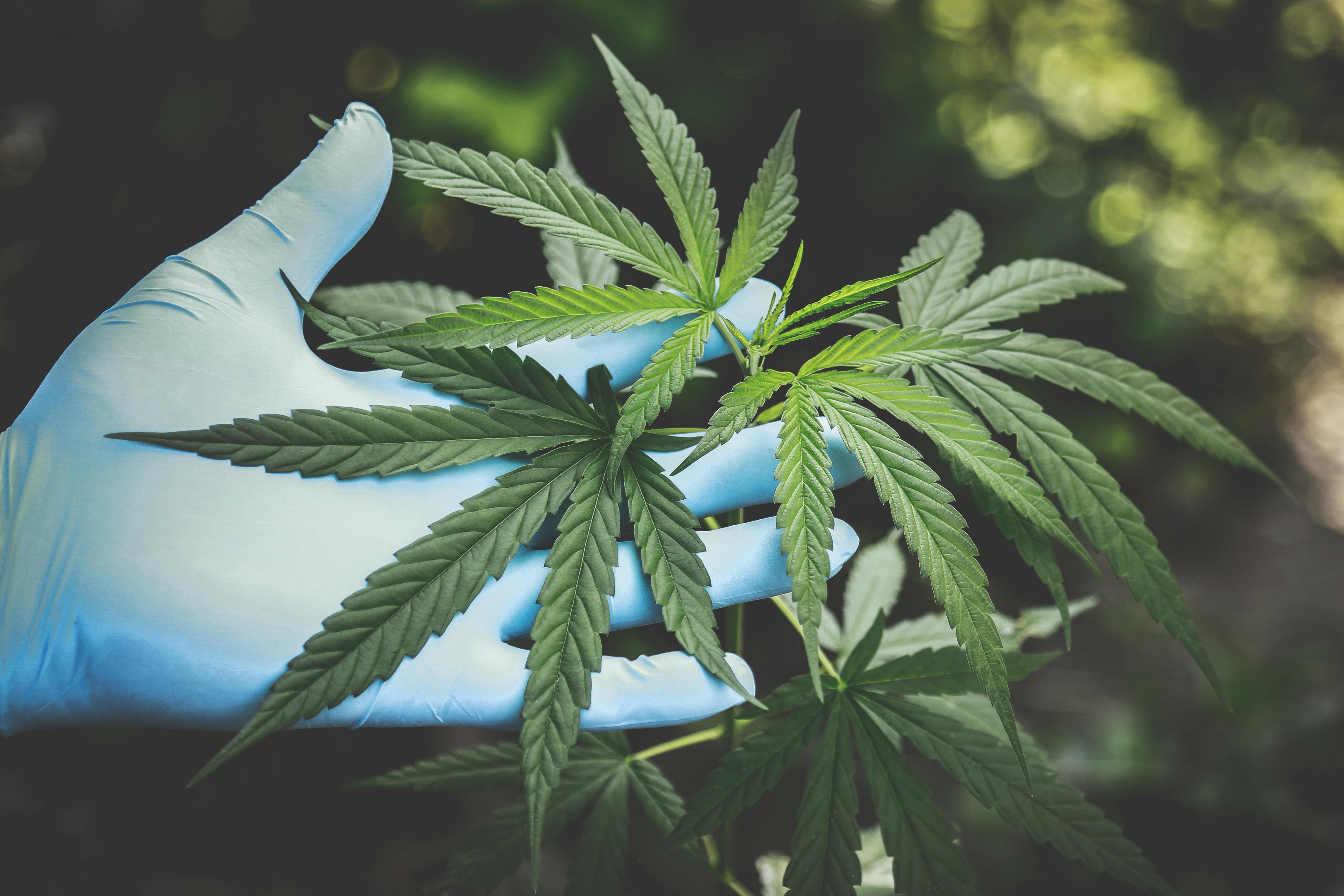 Is Weed Depressant or Stimulant?