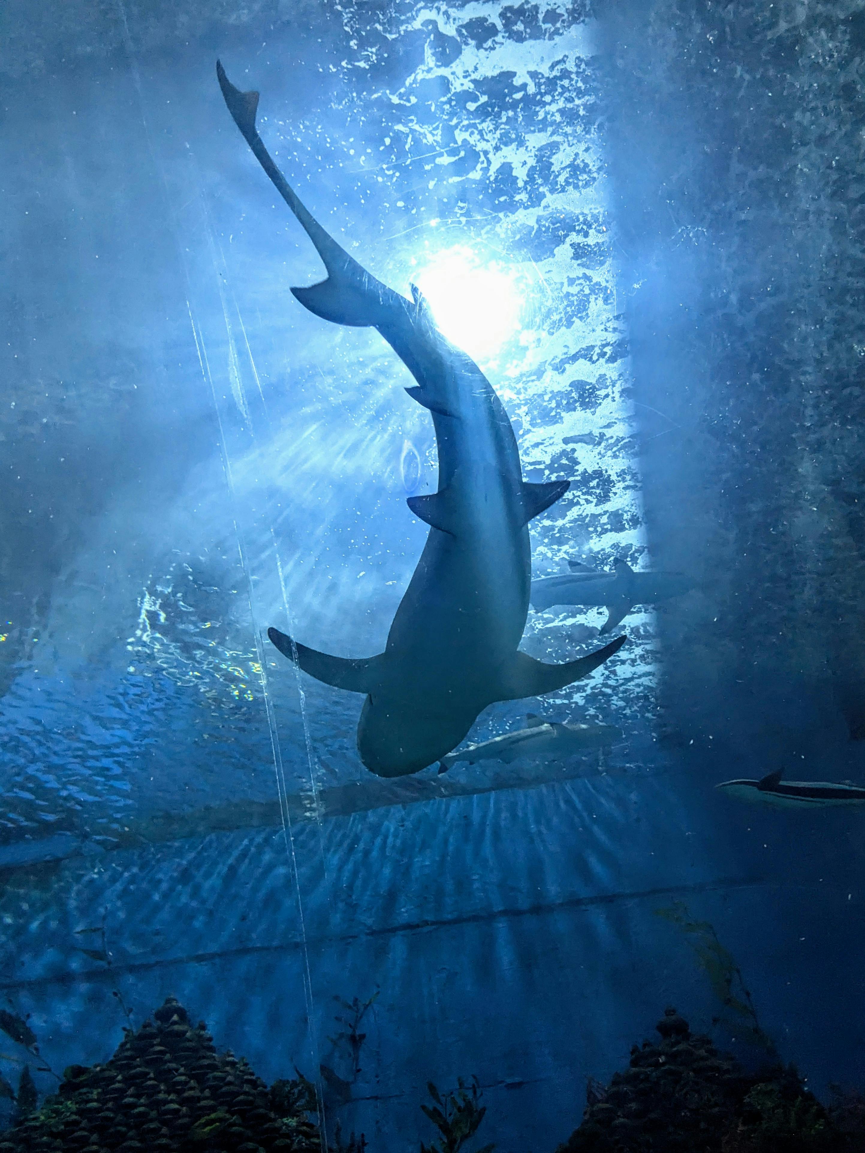 Dreams About Sharks​ Meaning